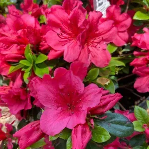 Azalea Girard Crimson