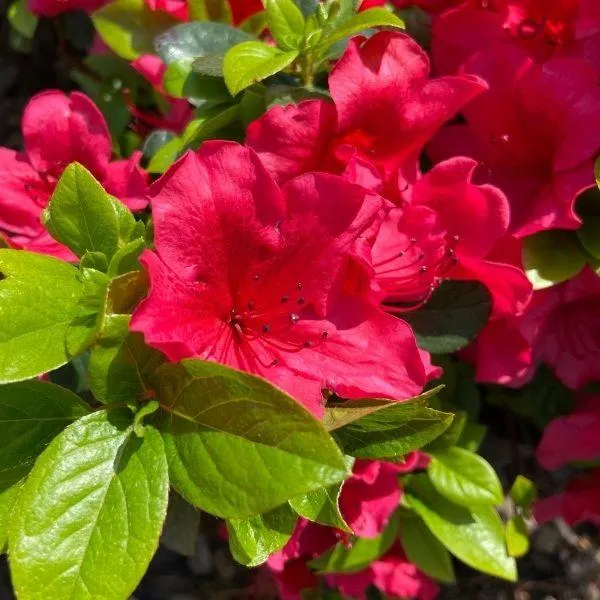 Azalea Girard Crimson