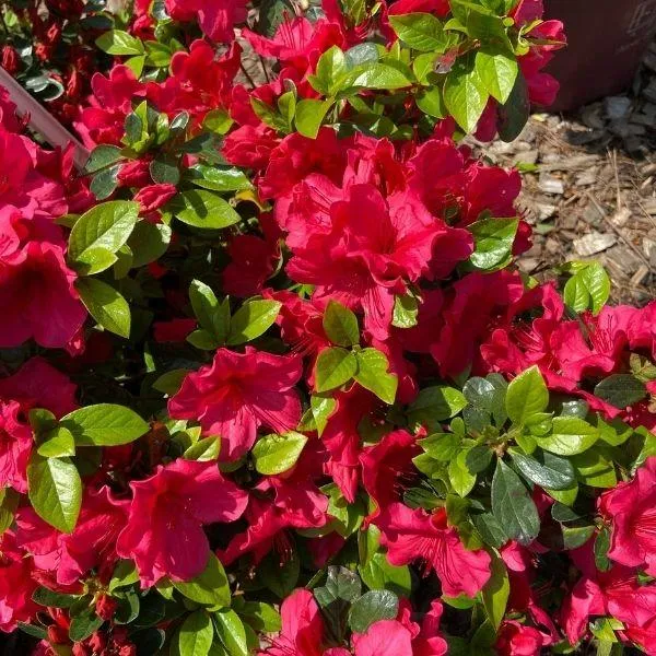 Azalea Girard Crimson