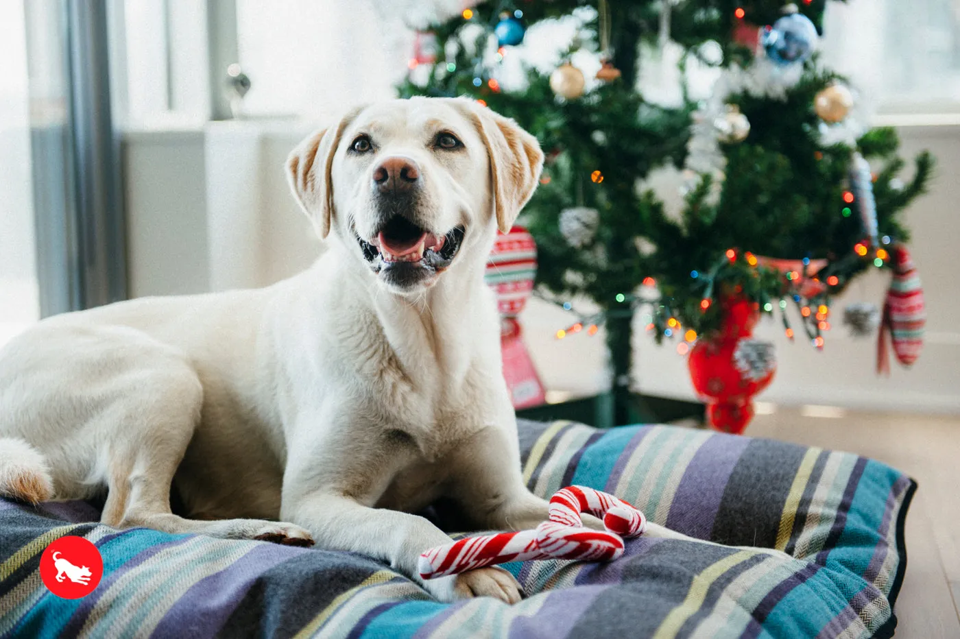Cheerful Candy Canes Plush Toy