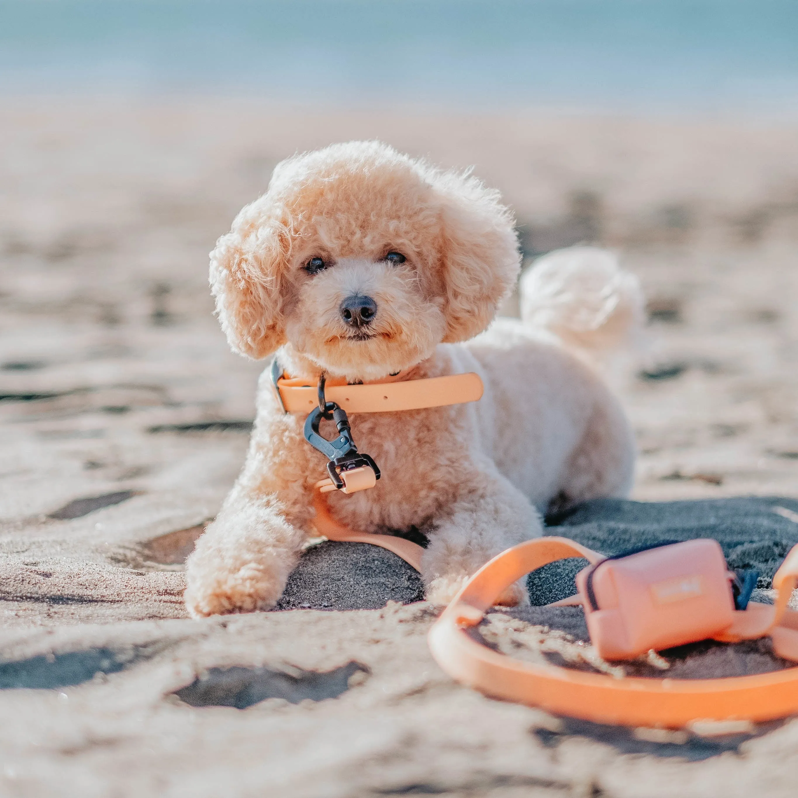 Dog Bundle - Adventure Collection (Orange)