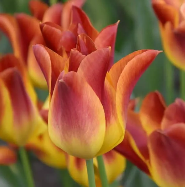 Tulip 'Striking Match'