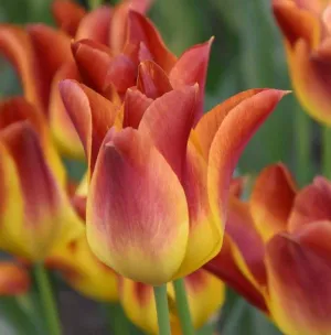Tulip 'Striking Match'